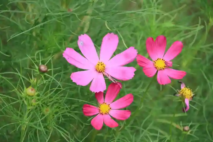 阿久津「田村神社」(郡山市阿久津町)旧社名:伊豆箱根三嶋三社の庭園