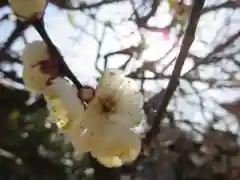 北野天満宮の自然