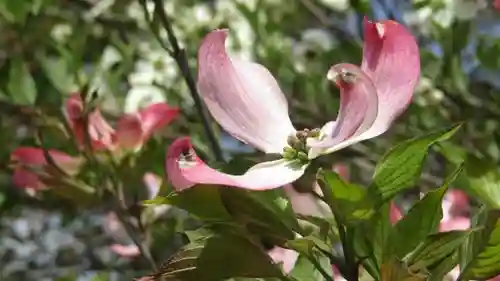 長澤神社の自然