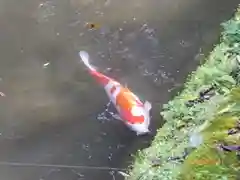 松尾寺の動物