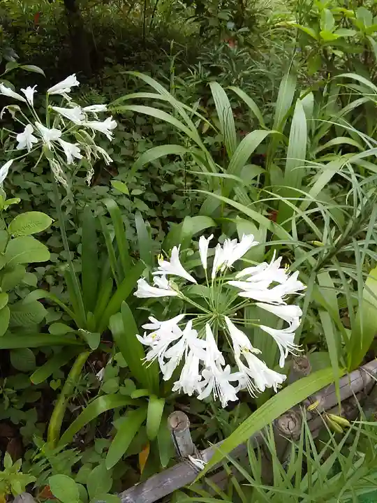 鷺宮八幡神社の自然