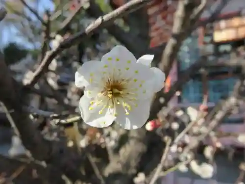 西院春日神社の自然