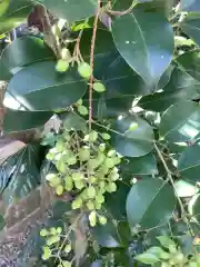 三輪神社の自然