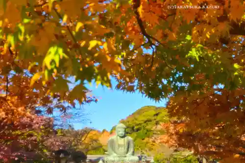 高徳院(神奈川県)