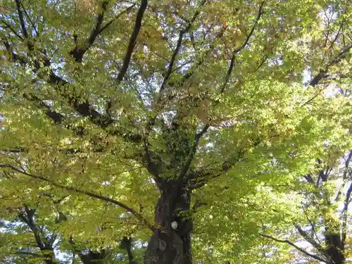 多賀神社の自然