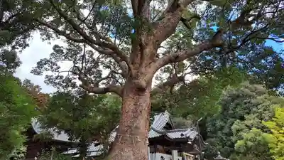 廣旗八幡宮(福岡県)