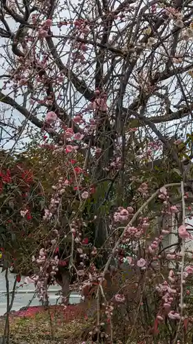 梅宮大社(京都府)