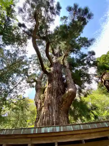 若狭姫神社（若狭彦神社下社）の自然