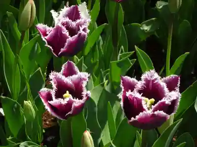 天王山 安楽寺の自然