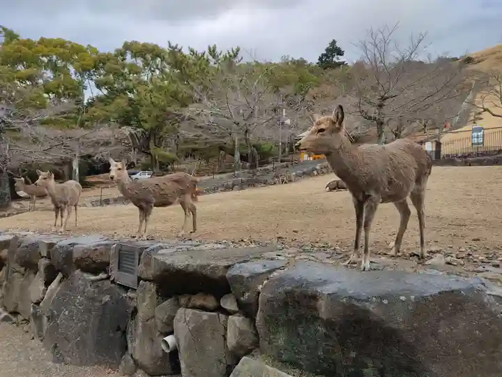 手向山八幡宮の動物