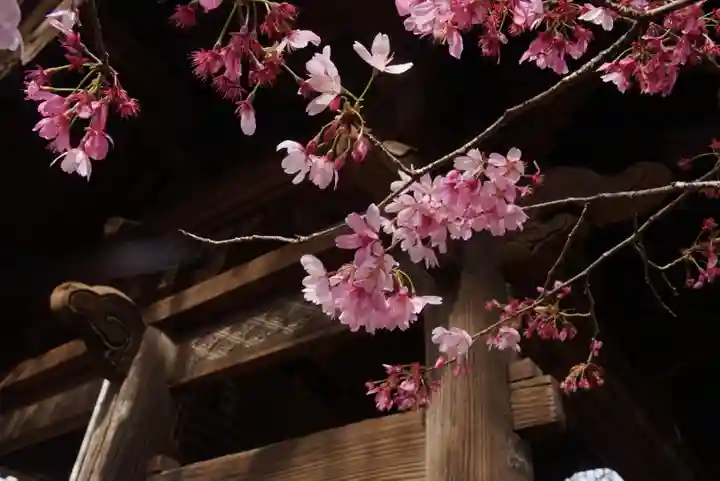 新井薬師(梅照院)の自然