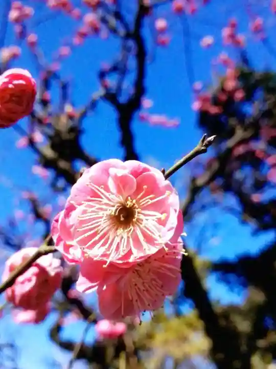 布多天神社(東京都)