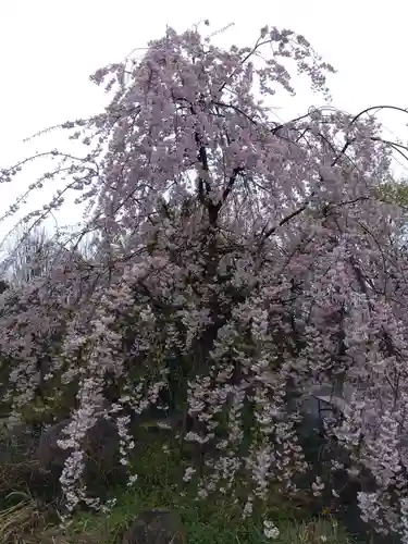 御誕生寺（猫寺）(福井県)