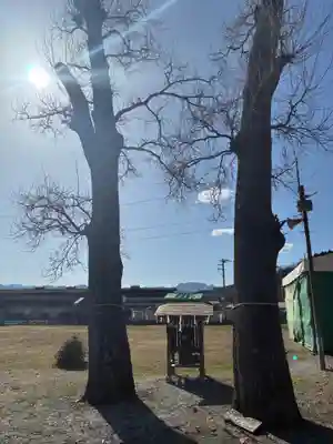 夫婦くぬぎ両神神社(椋神社)(埼玉県)