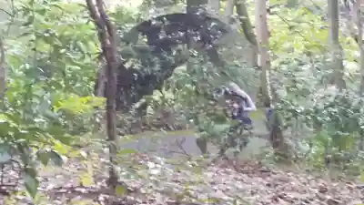 明治神宮(東京都)