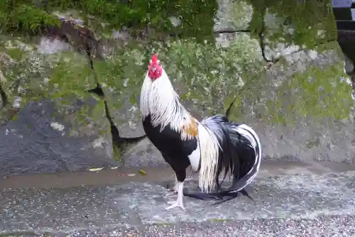 石上神宮の動物