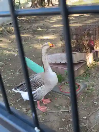 菊田神社の動物