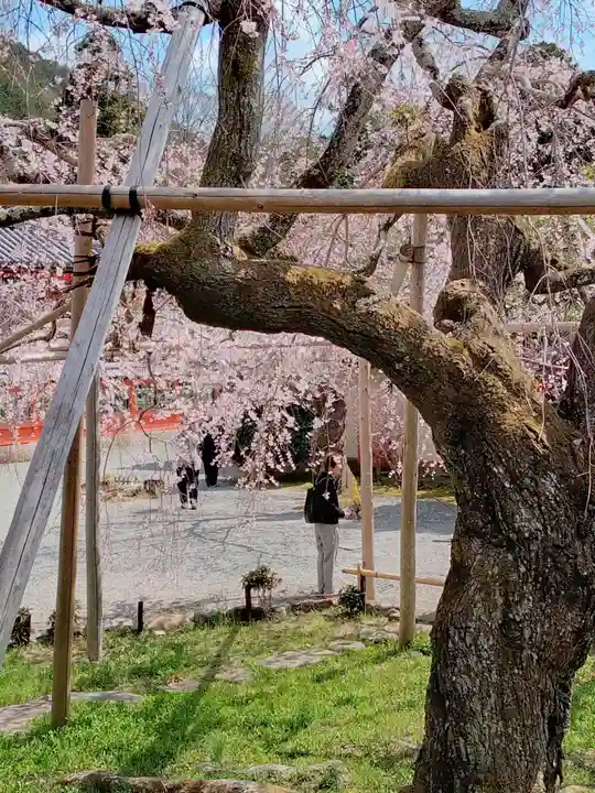 毘沙門堂門跡(京都府)