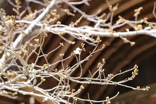 金剛宝寺（紀三井寺）の自然