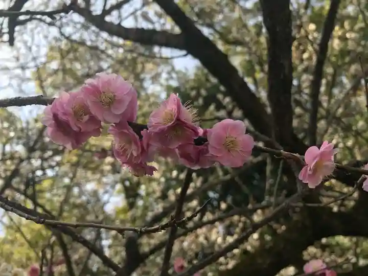 熱田神宮の自然