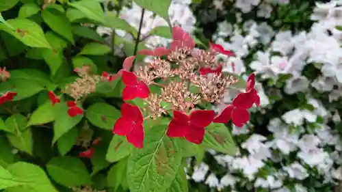三輪神社の自然