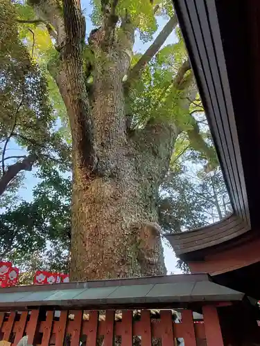 長田神社の自然
