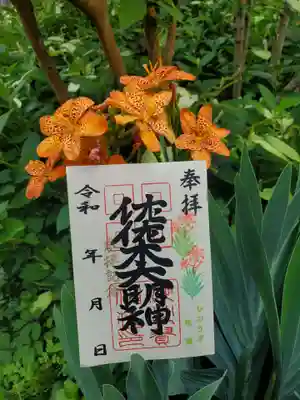 【季節の花御朱印】 檜扇(ひおうぎ) 佐佐木大明神