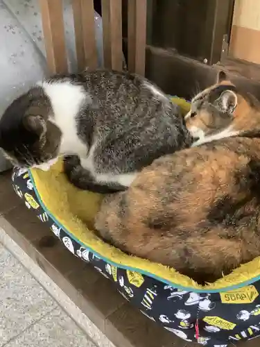 玉野御嶽神社の動物