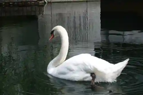頂法寺（六角堂）の動物