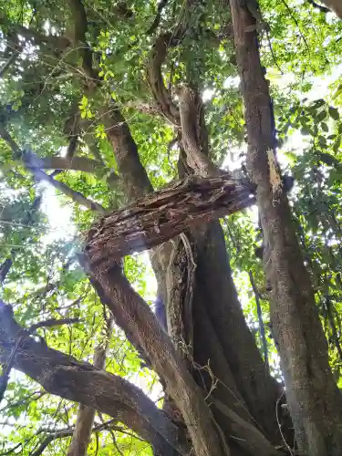 由加神社（和気由加神社）の自然