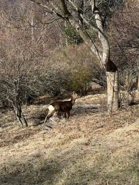 三峯神社(埼玉県)