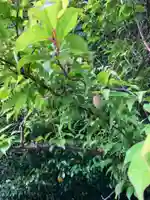 大山祇神社の自然