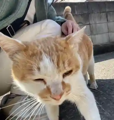 佐野赤城神社(栃木県)