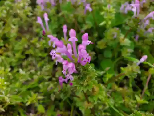 天が岡若宮神社の自然