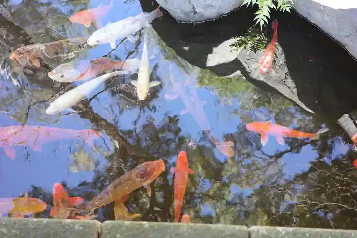 西新井大師総持寺の動物
