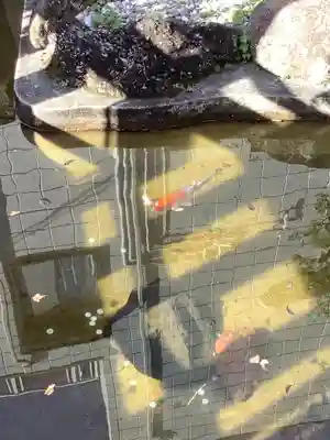 蝮ヶ池龍神社 辨天社(蝮ヶ池八幡宮飛地境内社)の動物
