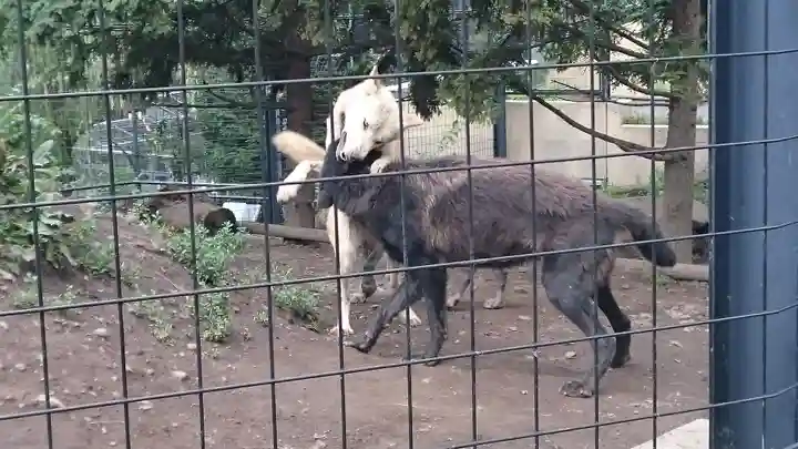旭川神社の動物