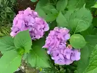 大井神社の自然