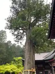 北口本宮冨士浅間神社の自然