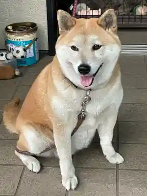 笠䅣稲荷神社(神奈川県)