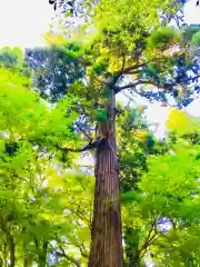 楯縫神社の自然