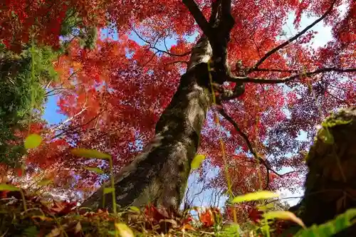 毘沙門堂門跡の自然