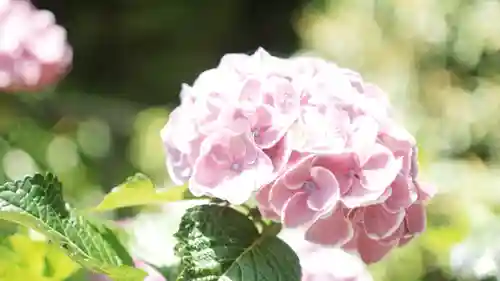 岡寺（龍蓋寺）(奈良県)