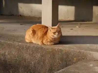 山八幡神社の動物