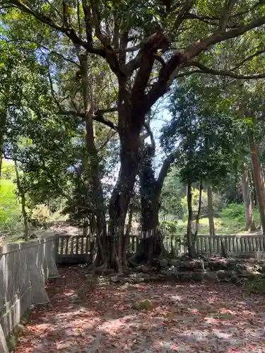 山宮浅間神社の自然