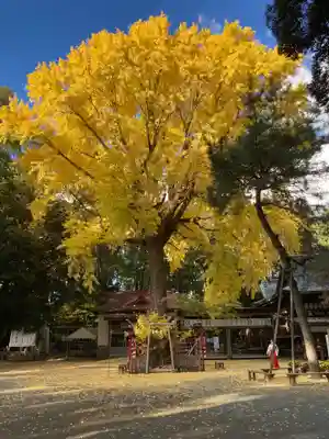 平塚八幡宮(神奈川県)