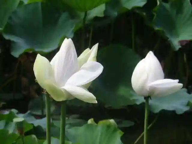 鶴岡八幡宮の自然