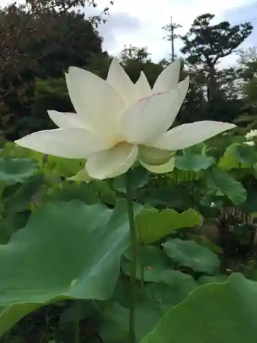 法金剛院の自然