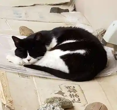 白金氷川神社(東京都)