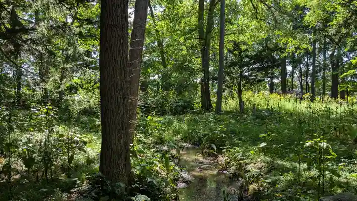 興国神社の自然